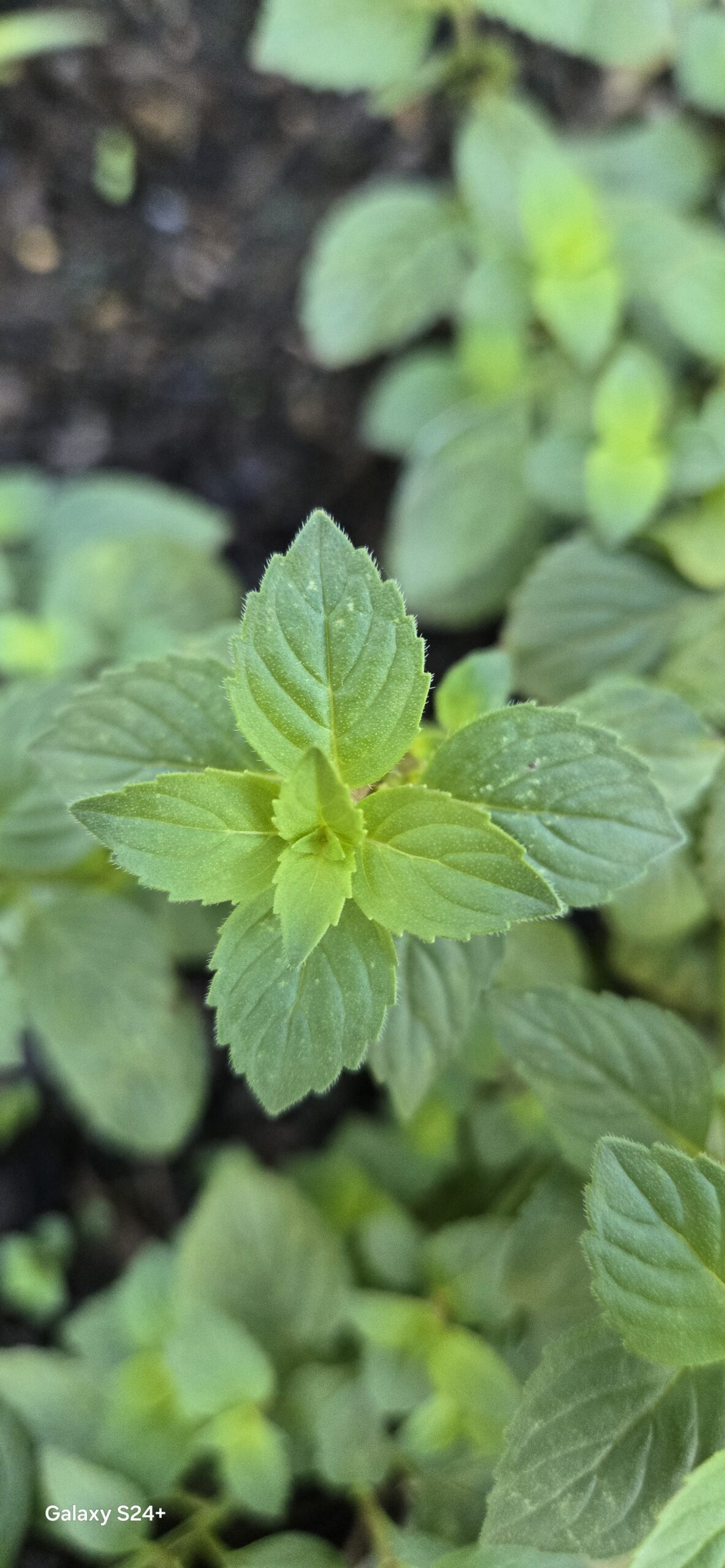 Mint in my garden